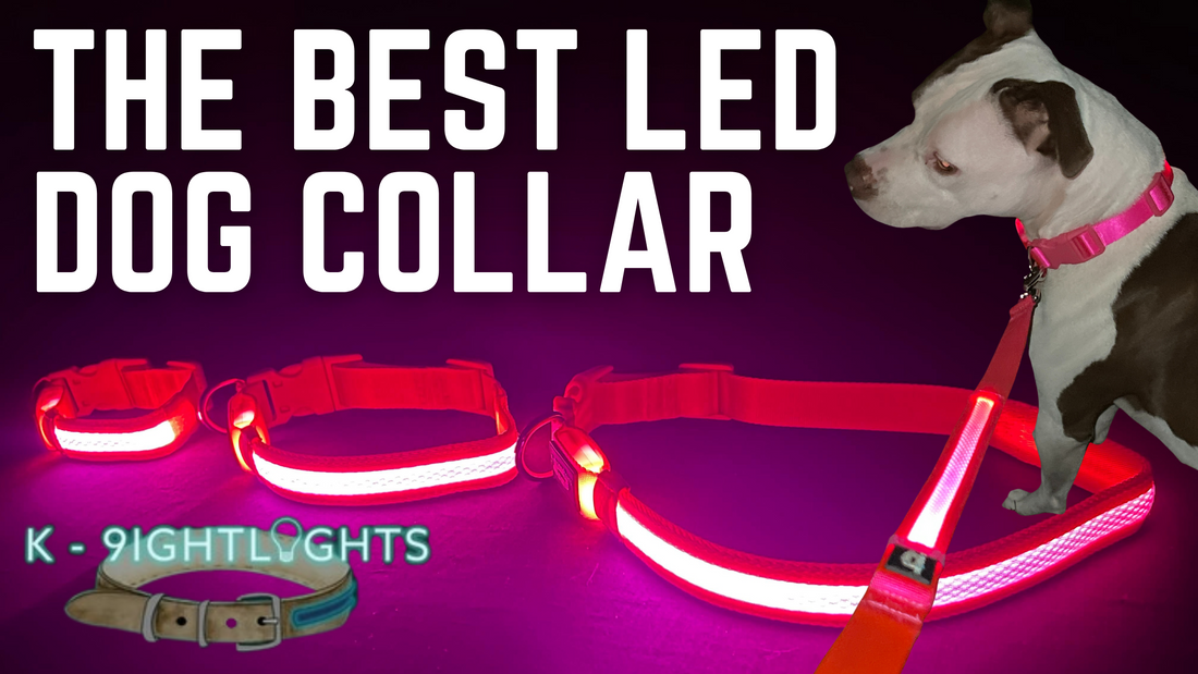 The #1 LED Light Up Dog Collars & Leashes