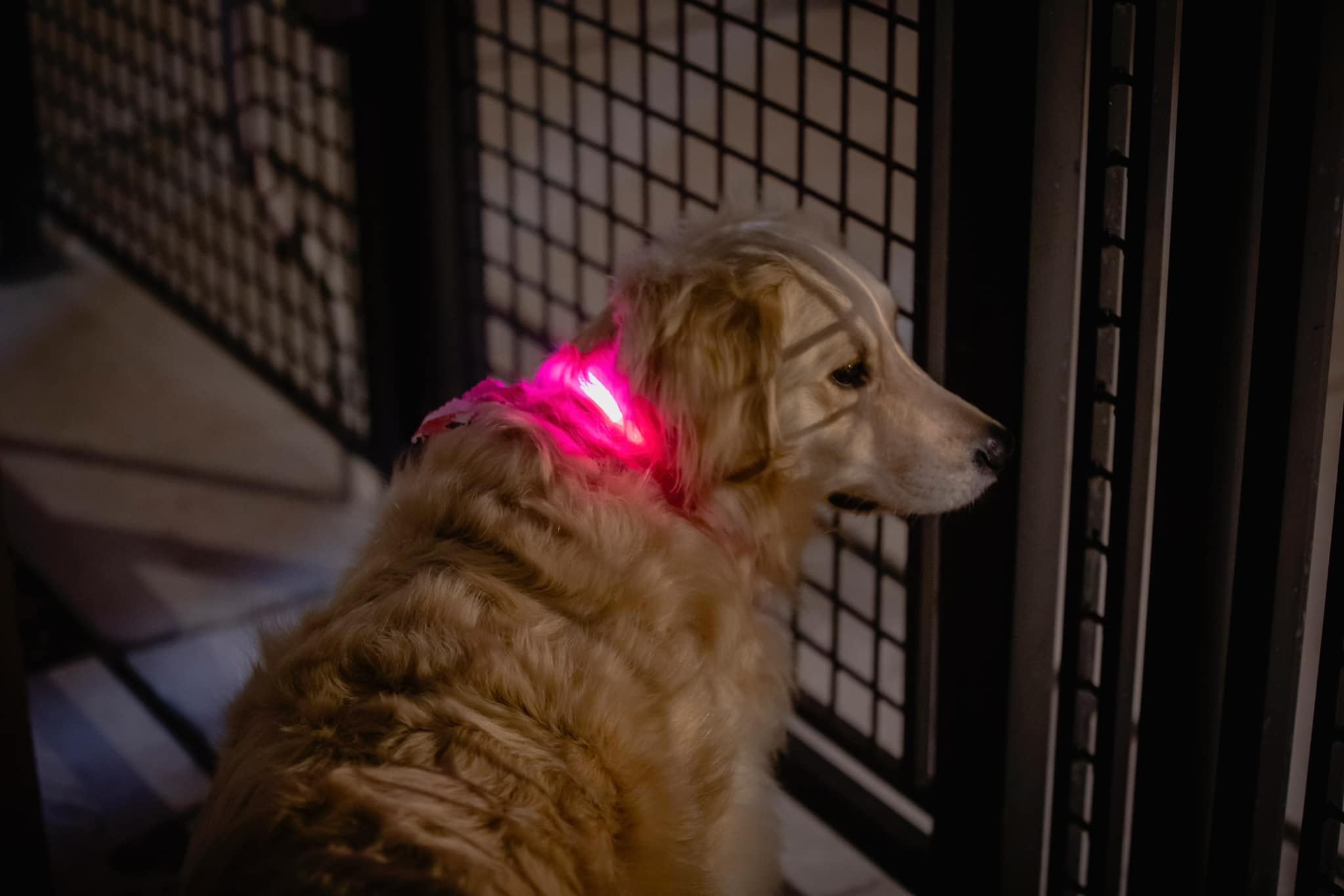 Golden retriever Samantha looking stylish in a red neon LED collar.