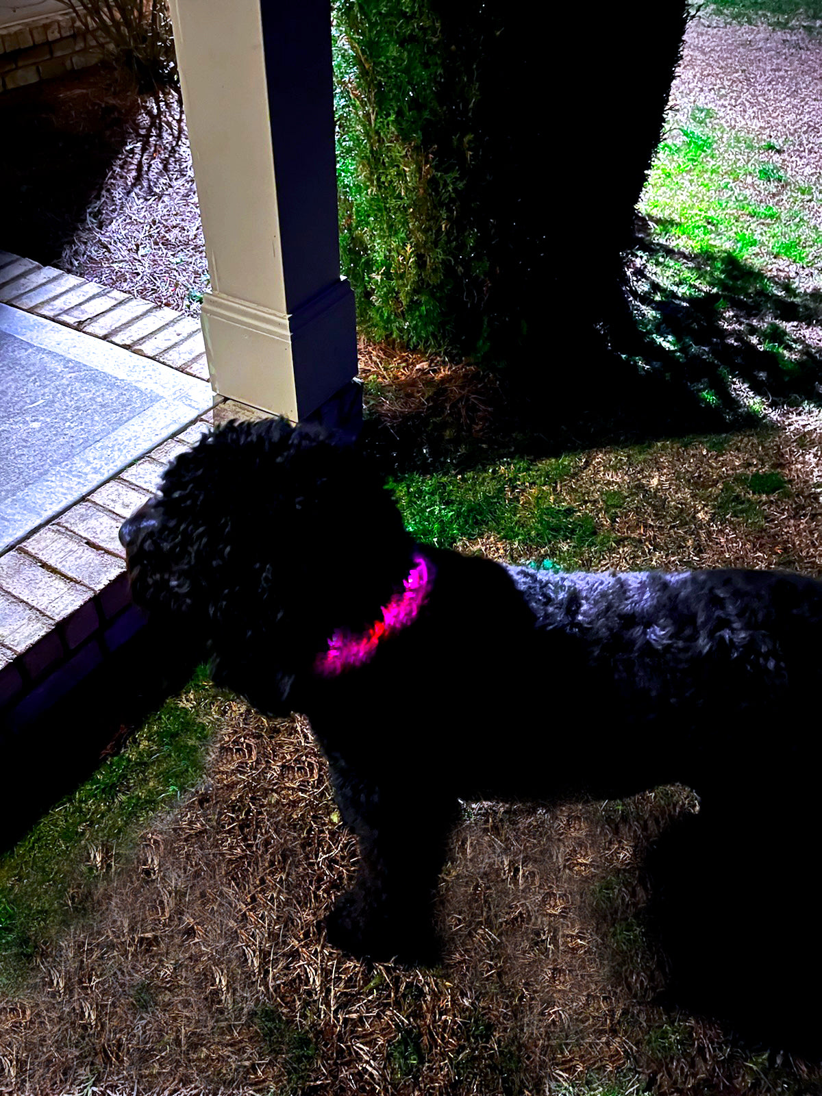 best light up dog collar in the world led dog collar pink k9ightlights k9 night light