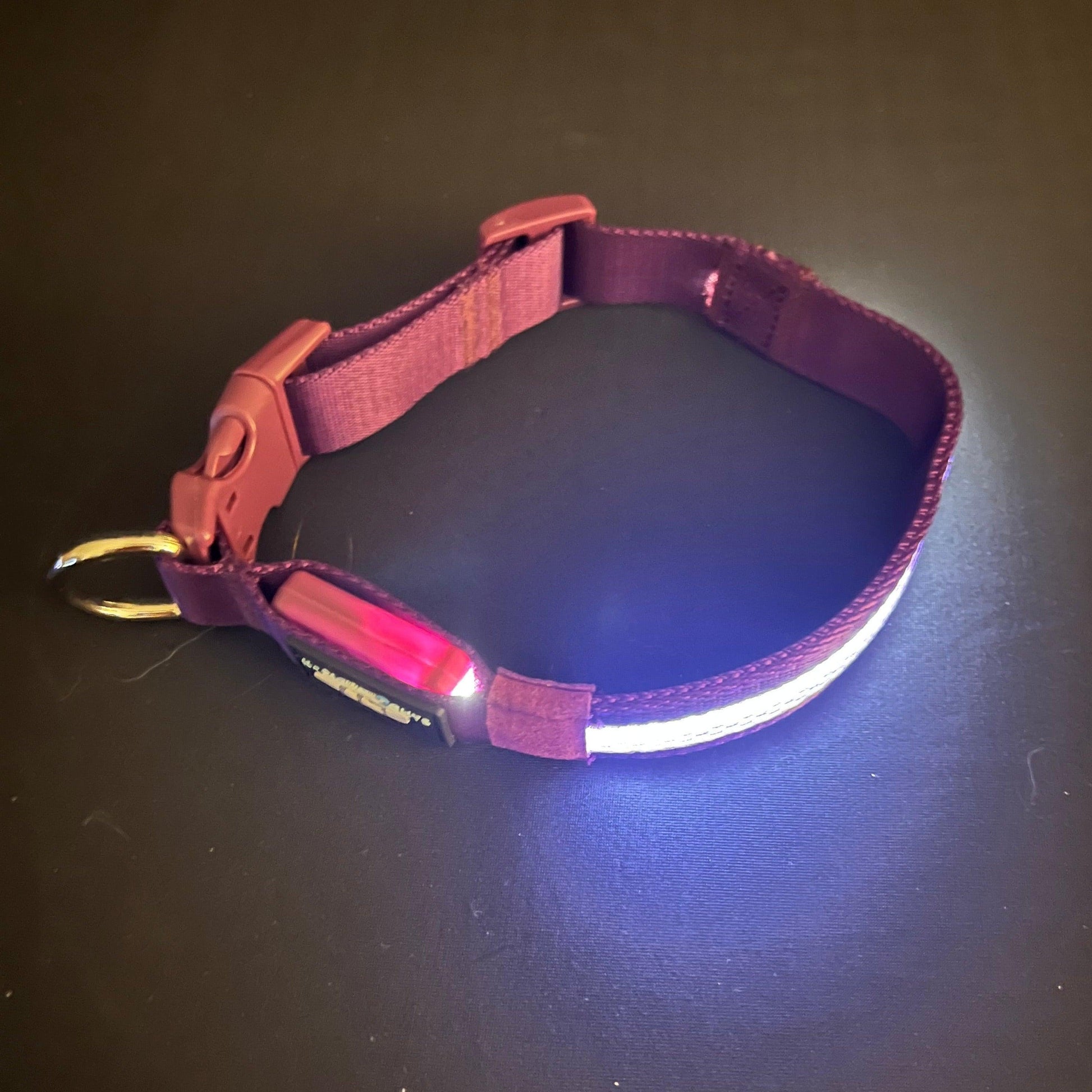Purple Collar Best and Brightest LED Dog Collars k9ightlights Pet Supply Store