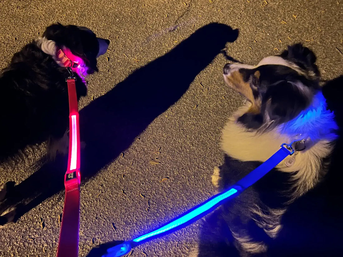 Two Dogs Wearing LED Collars and Leashes in Blue and Pink While On a Night Stroll
