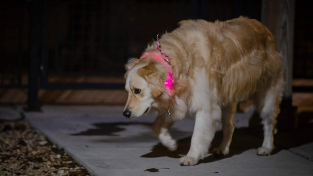 Brighten Up Your Walks: Exploring the Features of K-9ightLights LED Dog Collars and Leashes