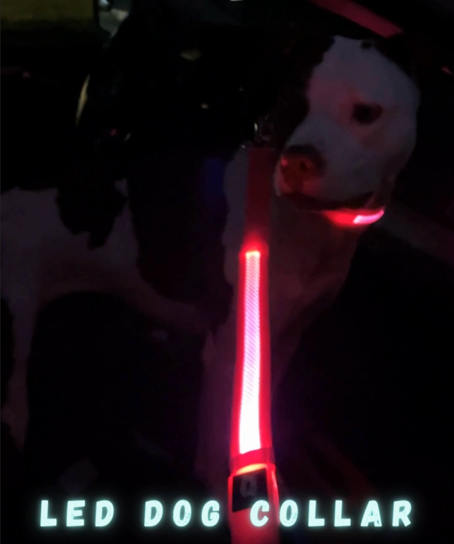 The #1 LED Light Up Dog Collars & Leashes