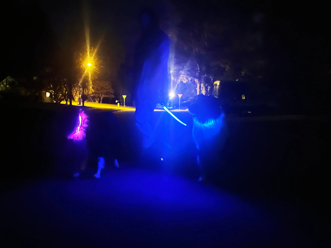k-9ightLights' Purple and Blue LED Dog Collars at Night