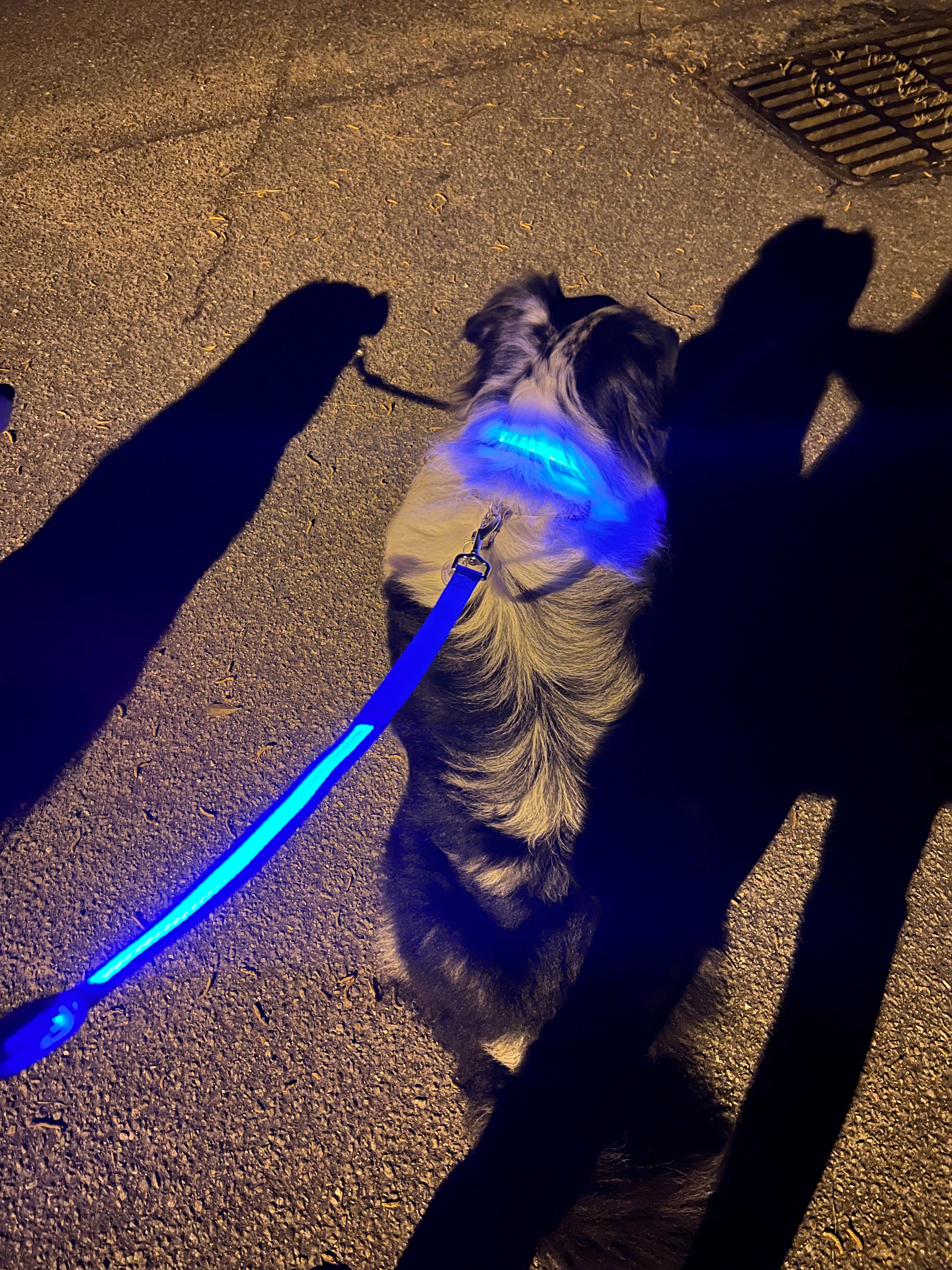 Lighted dog collars and clearance leashes